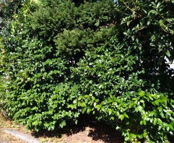 庭木の伐採　鶴ヶ島市